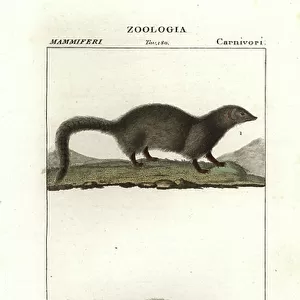 Herpestidae Cushion Collection: White-tailed Mongoose