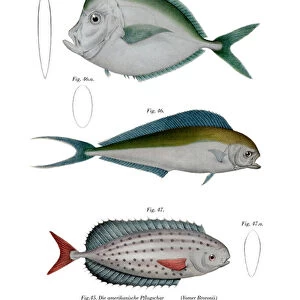 Moonfish (colour litho)