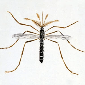 The mosquito. Natural history board. 19th century