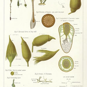 Moss (colour litho)