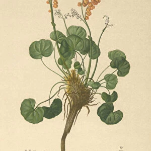Mountain Sorrel (Oxyria digyna) (colour litho)