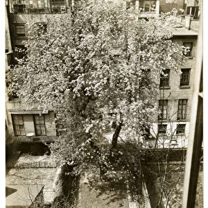 Mrs W H Wells 265 W 11th, 10 year old pear tree 4 stories high