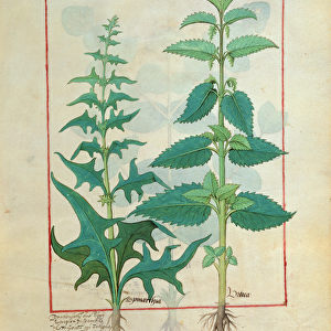 Ms Fr. Fv VI #1 fol. 156r Urticaceae (Nettle Family) Illustration from the Book