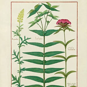 Ms Fr. Fv VI #1 fol. Reseda, Euphorbia and Dianthus, Illustration from the Book