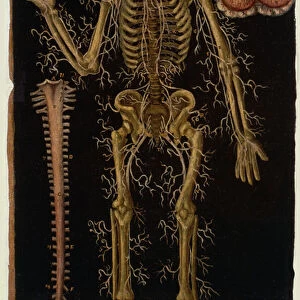 Ms Hunter 364 Table VI Dissection, from Anatomical Tables