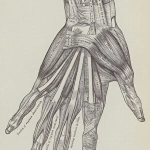 Muscles of the left hand, Palmar surface (engraving)
