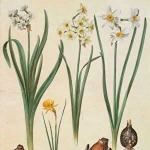 Narcissus tazetta, narcissus orientalis and corbularia bulbocodium from the album Gottorfer Codex