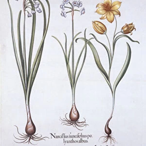 Narcissus, Tulip and Summer Snowflake, from Hortus Eystettensis