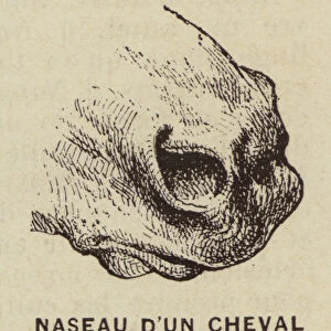 Naseau d un Cheval (engraving)