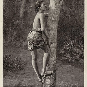 The Native Way of climbing Cocoa Palms in Ceylon (engraving)