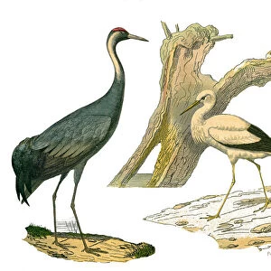 Natural History Board: Zoological board representing waterbirds and cultrirostres