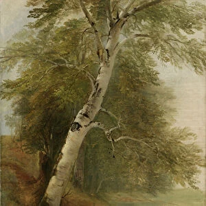 Nature Study: A Birch Tree, 1860 (oil on canvas)