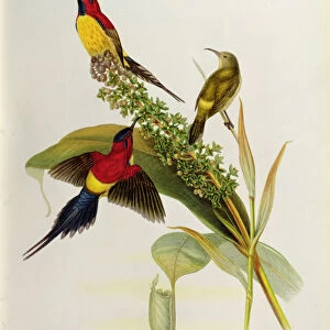 Nectarinia Gouldae from Tropical Birds, 19th century (colour litho)