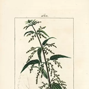 Nettle - Common stinging nettle, Urtica dioica, with flower, seed, stalk, and leaf outline. Handcoloured stipple copperplate engraving by Lambert Junior from a drawing by Pierre Jean-Francois Turpin from Chaumeton
