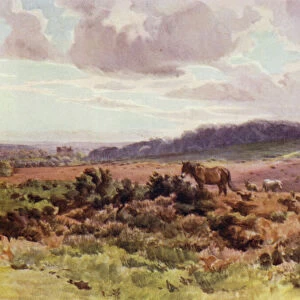 The New Forest: View from Picket Post on Ringwood Road (colour litho)
