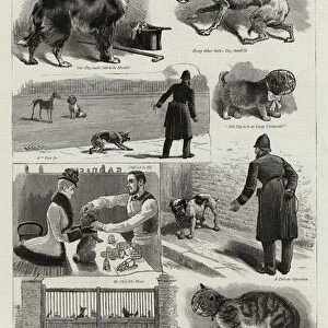 The New Police Regulations for Dogs (engraving)