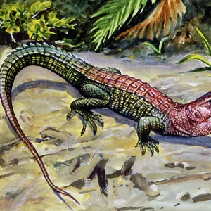 Lizards Collection: Caiman Lizard