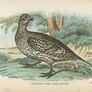 Northern Sharp-Tailed Grouse