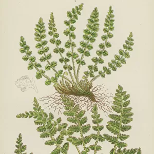 Oblong Woodsia, Round-Leaved Woodsia (colour litho)