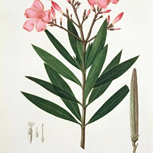 Oleander from Phytographie Medicale by Joseph Roques (1772-1850)