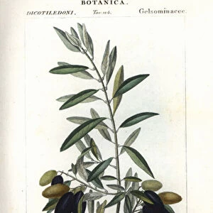 Olive tree, Olea europaea