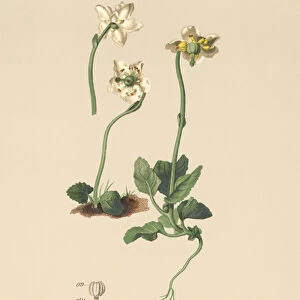 One-flowered Wintergreen (Pirola uniflora, Pyrola uniflora, Moneses uniflora