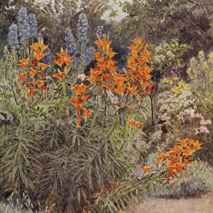 Orange Lilies and Larkspur (colour litho)
