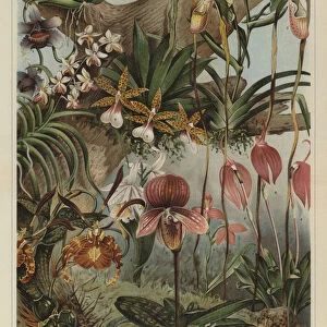 Orchids (colour litho)