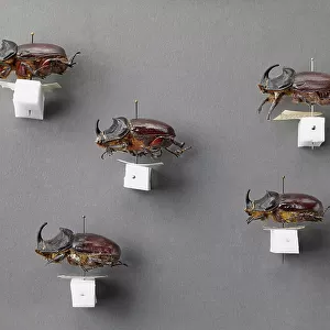 Beetles Collection: Rhinoceros Beetle