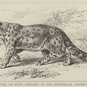 The Ounce, or Snow Leopard, at the Zoological Gardens (engraving)