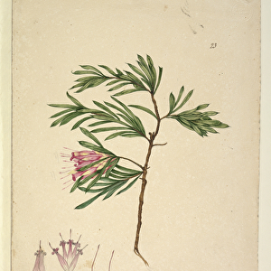 Page 23. Lambertia formosa, c. 1803-06 (w / c, pen, ink and pencil)
