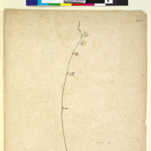 Page 246. Arthropodium paniculatum, c. 1803-06 (w / c, pen, ink and pencil)
