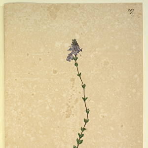 Page 267. Euphrasia brownii, c. 1803-06 (w / c, pen, ink and pencil)
