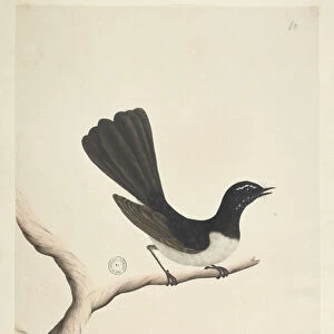 Page 28. Natural size, aJuly Willie Wagtail Rhipidura leucophrys, 1791-92 (w / c)