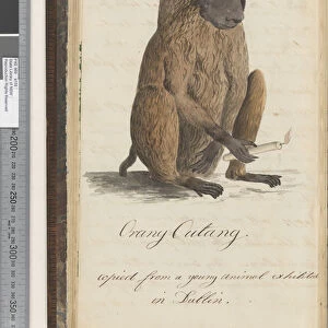 Page 73. Orang Outang copied from a young animal exhibited in Dublin, 1810-17 (w / c & manuscript text)