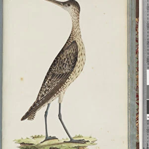 Page 78. Eastern Curlew (w / c on paper)