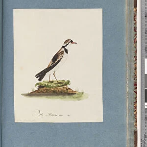 Charadriidae Photographic Print Collection: Black Fronted Dotterel