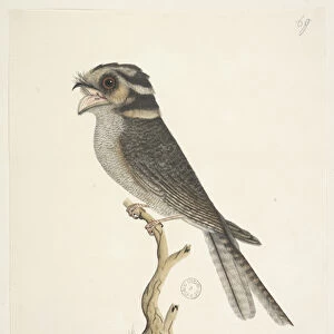 Apodiformes Framed Print Collection: Owlet Nightjars