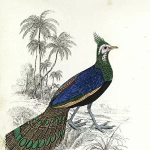 Phasianidae Metal Print Collection: Palawan Peacock Pheasant