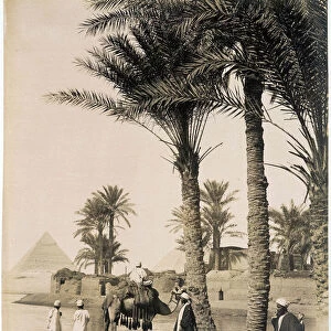 Palm grove at the foot of the pyramids of Egypt - photograph of the Zangali Brothers