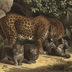 Panther (chromolitho)