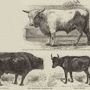 Paris Agricultural Exhibition, 1856 (engraving)