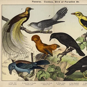 Birds Framed Print Collection: Cuckoo Roller