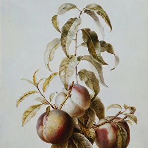 Three Peaches on a Branch, (pencil, watercolour and bodycolour, on vellum)
