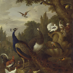 Peacock, peahen, parrots, canary, and other birds in a park, c. 1708-10 (oil on canvas)
