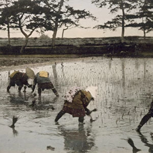 Five peasants re-planting rice in a paddy field (hand coloured photo)