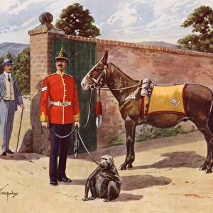 The Pet Mule and Monkey of the Middlesex Regiment (colour litho)