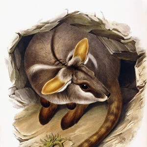 Petrogale Xanthopus (yellow-footed rock-wallaby), 1845-1863 (hand-coloured lithograph)