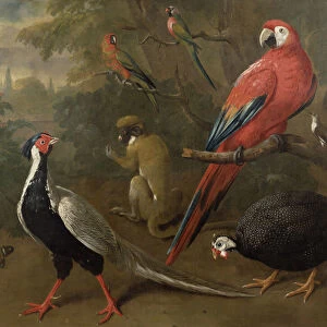 Pheasant, Macaw, Monkey, Parrots and Tortoise