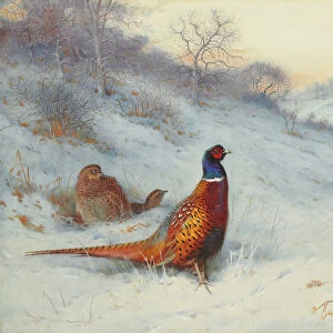 Landscape paintings Framed Print Collection: Wildlife artwork